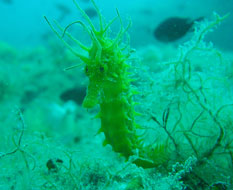 Hippocampus_Tauchen